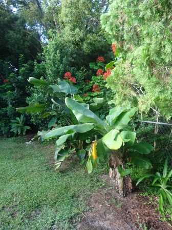 Pagpda Clerodendrumand Banana Tree